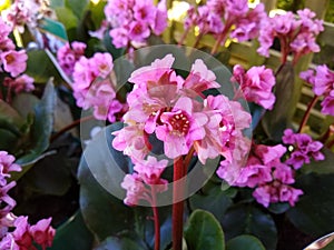 Bergenia `Rose Crystal`