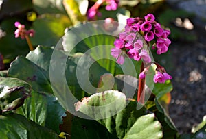 Bergenia rotblum is a deep pink flowering bergenia variety with almost round leaves. They are dark olive green with a burgundy tou