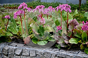 Bergenia rotblum is a deep pink flowering bergenia variety with almost round leaves. They are dark olive green with a burgundy tou