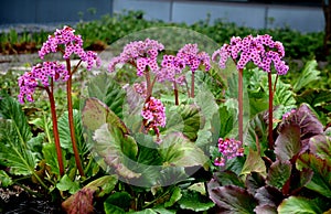 Bergenia rotblum is a deep pink flowering bergenia variety with almost round leaves. They are dark olive green with a burgundy tou