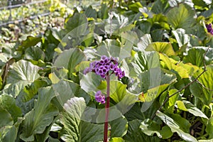 Bergenia Saxifragaceae Bergenia Cordifolia