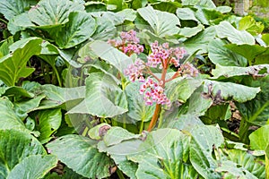 Bergenia thick-leaved, or Saxifraga thick-leaved,or Mongolian tea in spring time