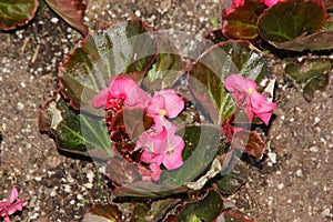 Bergenia Ã— schmidtii, Schmidt elephant ear