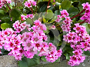 Bergenie Pink Dragonfly, flowering perennial plant, blooming in early spring with leathery green leaves and pink blossoms
