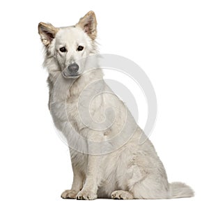 Berger Blanc Suisse, 1 year old