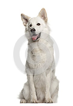 Berger Blanc Suisse, 1 year old, sitting