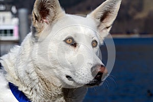 Berger Blanc Suisse