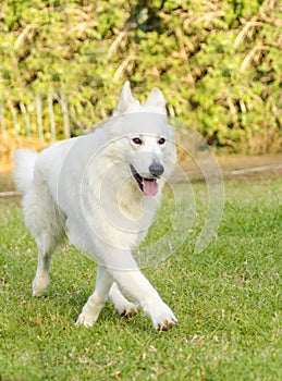 Berger Blanc Suisse