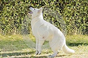 Berger Blanc Suisse