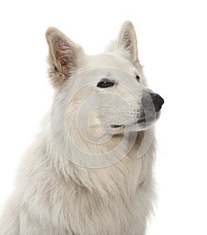 Berger Blanc Suisse, 5 years old