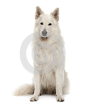 Berger Blanc Suisse, 5 years old, sitting