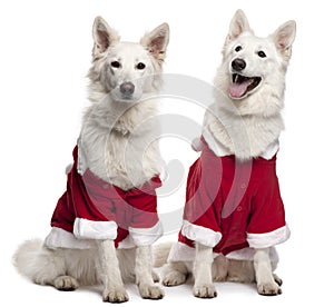 Berger Blanc Suisse dogs