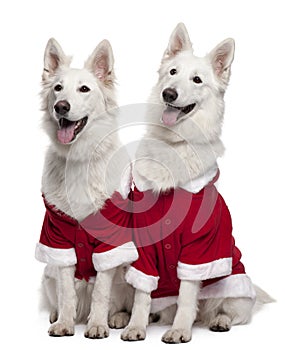 Berger Blanc Suisse dogs