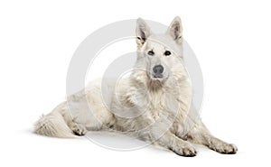 Berger Blanc Suisse lying in front of white background