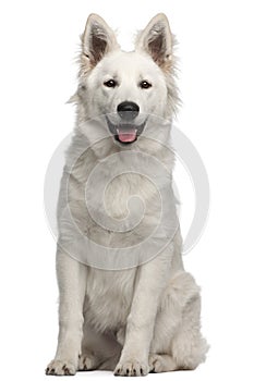 Berger Blanc Suisse puppy, 6 months old, sitting