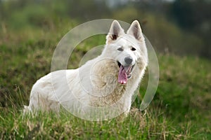 Berger Blanc Suisse White german shepherd