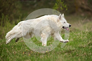 Berger Blanc Suisse White german shepherd