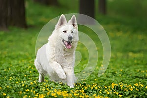 Berger Blanc Suisse White german shepherd