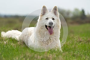 Berger Blanc Suisse White german shepherd