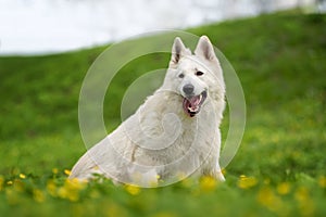 Berger Blanc Suisse White german shepherd