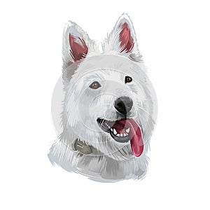 Berger Blanc Suisse or White Swiss Shepherd Dog breed showing tongue. Digital art illustration isolated on white background.