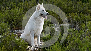Berger Blanc Suisse or White Swiss Shepherd, domestic dog, Canis lupus familiaris