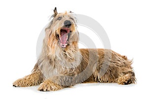 Yawning picard dog lying on white background