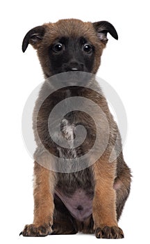 Berger Malinois, 7 weeks old