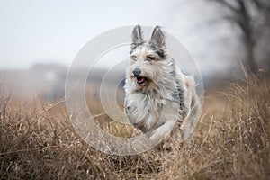 Berger picard dog in winter the field