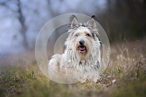 Berger picard dog in winter the field