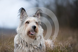 Berger picard dog in winter the field