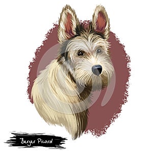 Berger Picard or Picardy Shepherd herding group breed dog digital art illustration isolated on white background. French origin