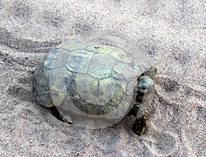 Berger\'s cape tortoise (Chersobius solus) walking on sand : (Pix Sanjiv Shukla)