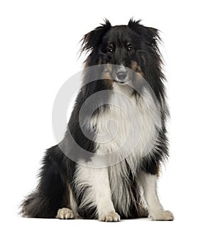 Berger Shetland sitting, 18 months old , isolated