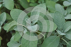 Berggarten Sage Salvia officinalis photo