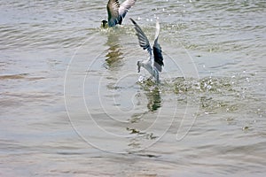 Bergian Tern Thalasseus bergii