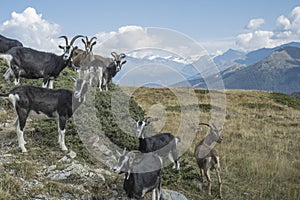 Bergziegen in den Livignoalpen