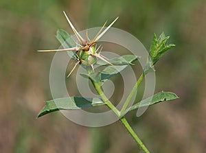 Berian knapweed or Iberian star-thistle, Centaurea iberica
