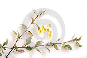 Beriberi plants and trees. sick leaves. pills and vitamins isolated on white background. avitaminosis concept