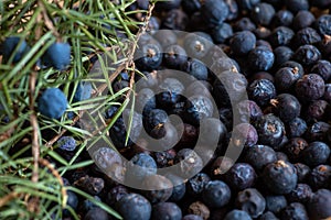 Beries of Juniper, Juniperus communis