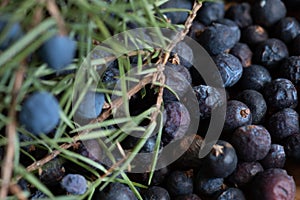 Beries of Juniper, Juniperus communis