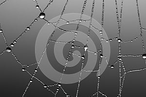 Berijpte spinnenweb, Frosted spider web