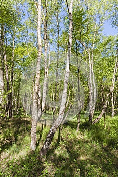 Berken, Birches