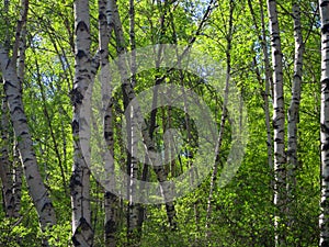 Berkenbos; Birch forest at Old Peak, Hebei, China