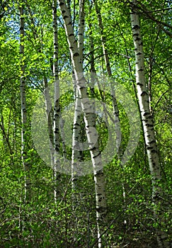 Berkenbos; Birch forest at Old Peak, Hebei, China