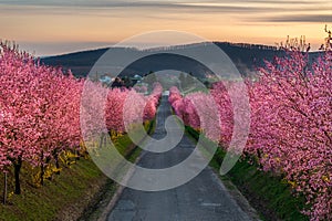 Berkenye, Hungary - Aerial view of blooming pink wild plum trees along the road in the village of Berkenye on a spring afternoon