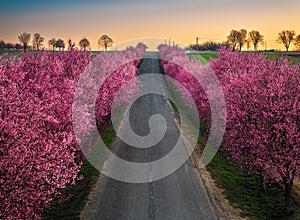 Berkenye, Hungary - Aerial view of blooming pink wild plum trees along the road in the village of Berkenye on a spring morning