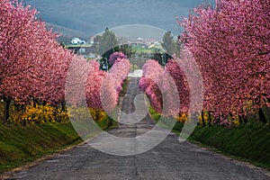 Berkenye, Hungary - Blooming pink wild plum trees along the road in the village of Berkenye on a sunny spring afternoon