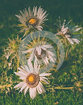 Berkheya cirsifolia, a genus of flowering plants in the aster family photo
