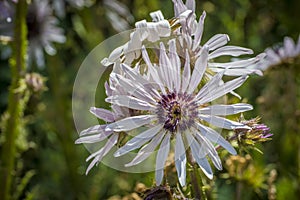 Berkheya purpurea is a perennial member of the subfamily Arctotideae of the family Asteraceae of flowering plants